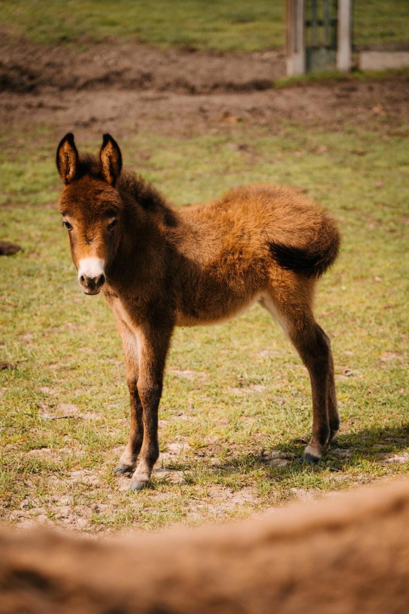 Palac Srodka Chrzypsko Wielkie Exterior foto